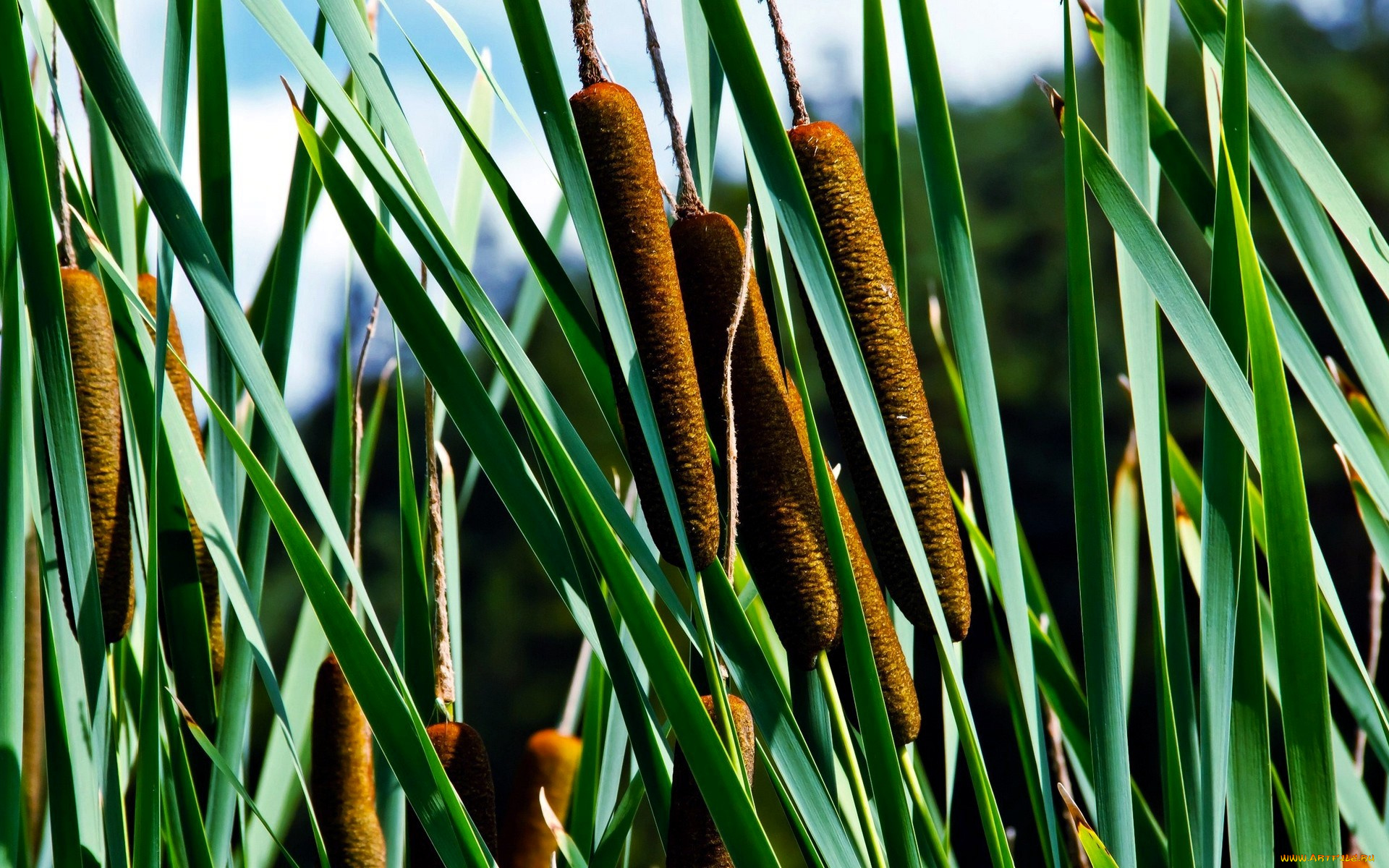 природа, макро, камыши, рогоз, листья