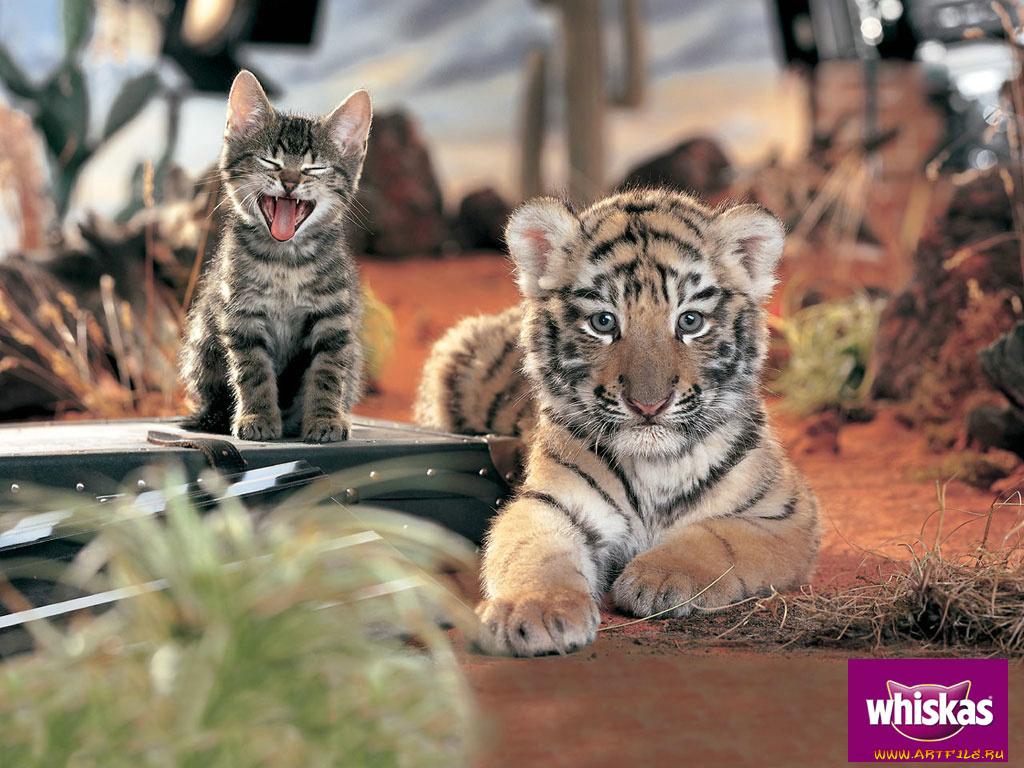 бренды, whiskas