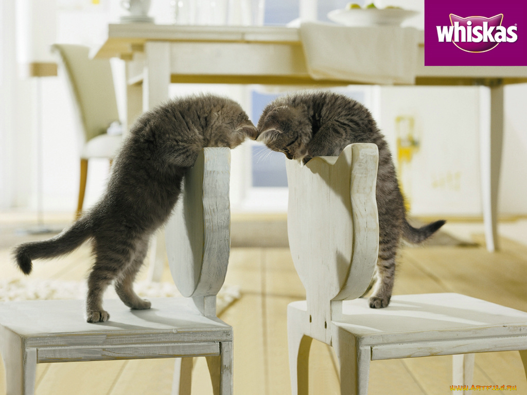 бренды, whiskas