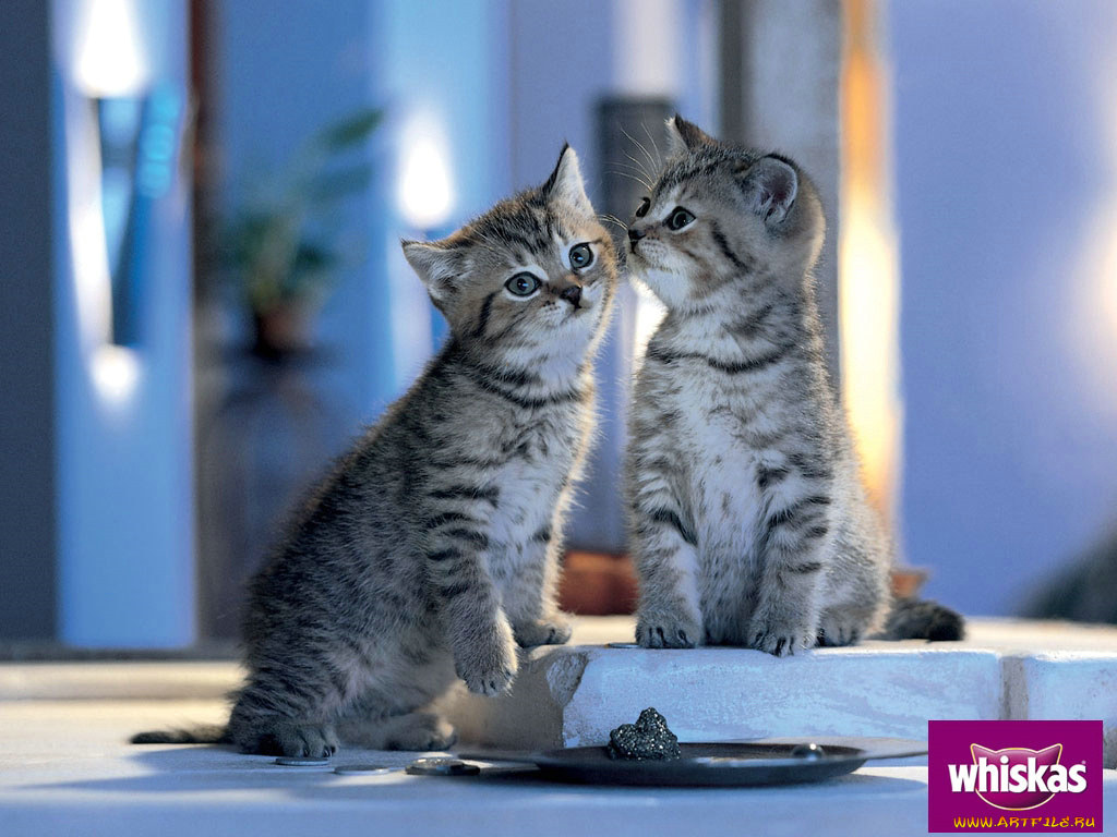 бренды, whiskas