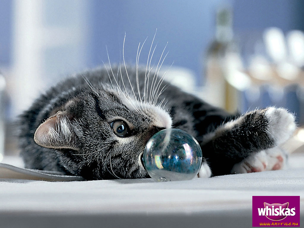 бренды, whiskas