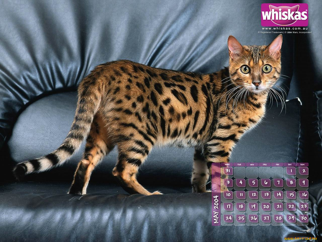 бренды, whiskas