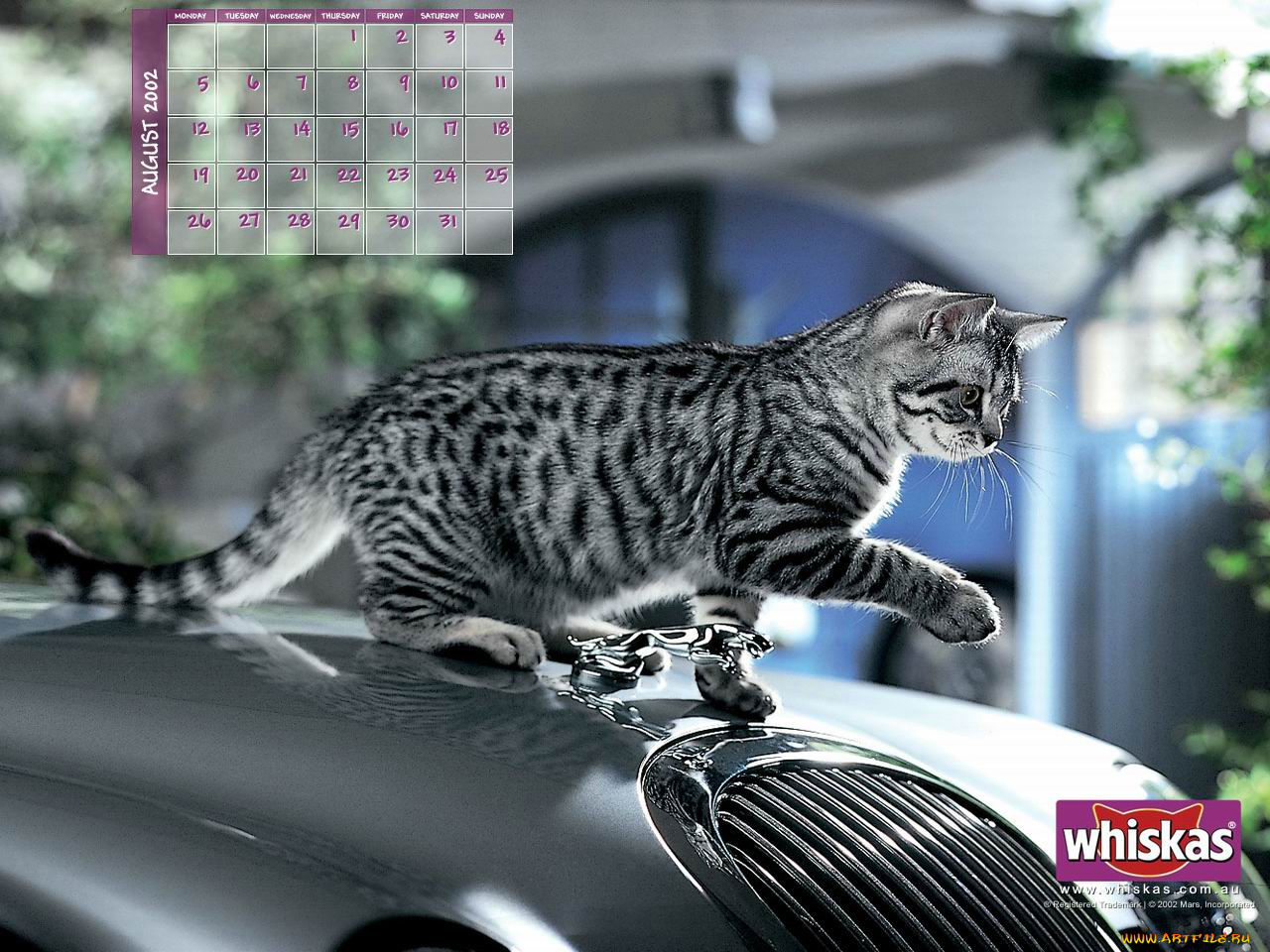 бренды, whiskas