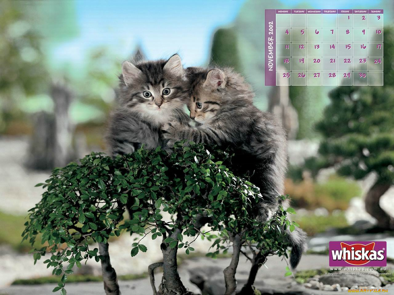 бренды, whiskas