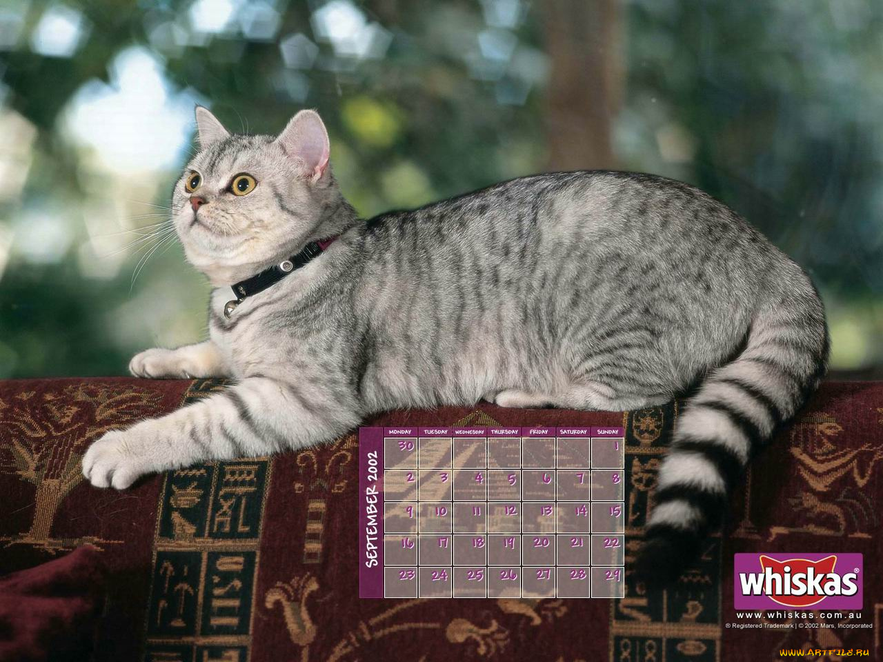 бренды, whiskas