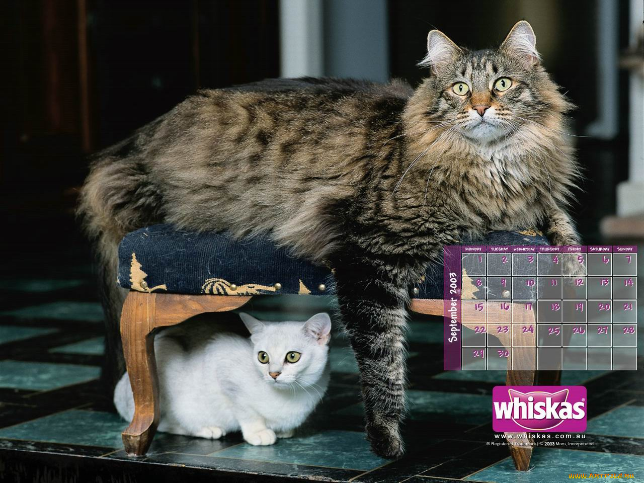 бренды, whiskas
