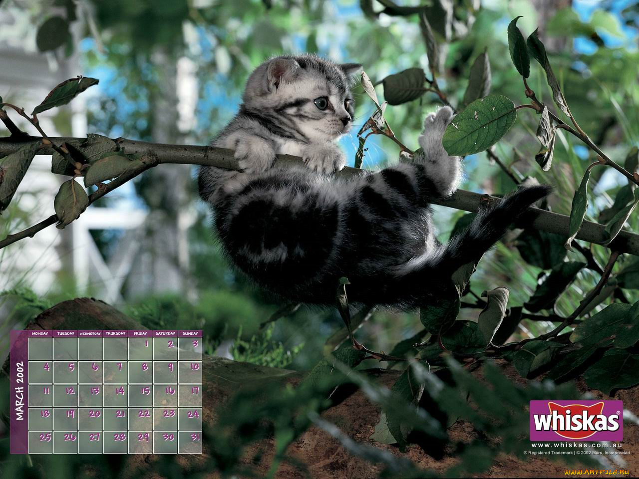 бренды, whiskas