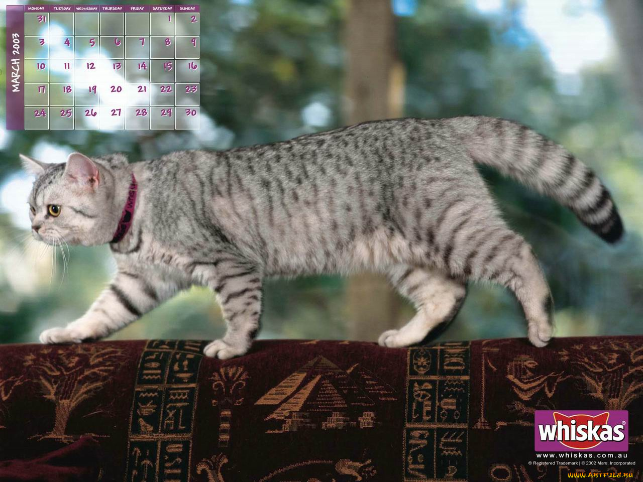 бренды, whiskas