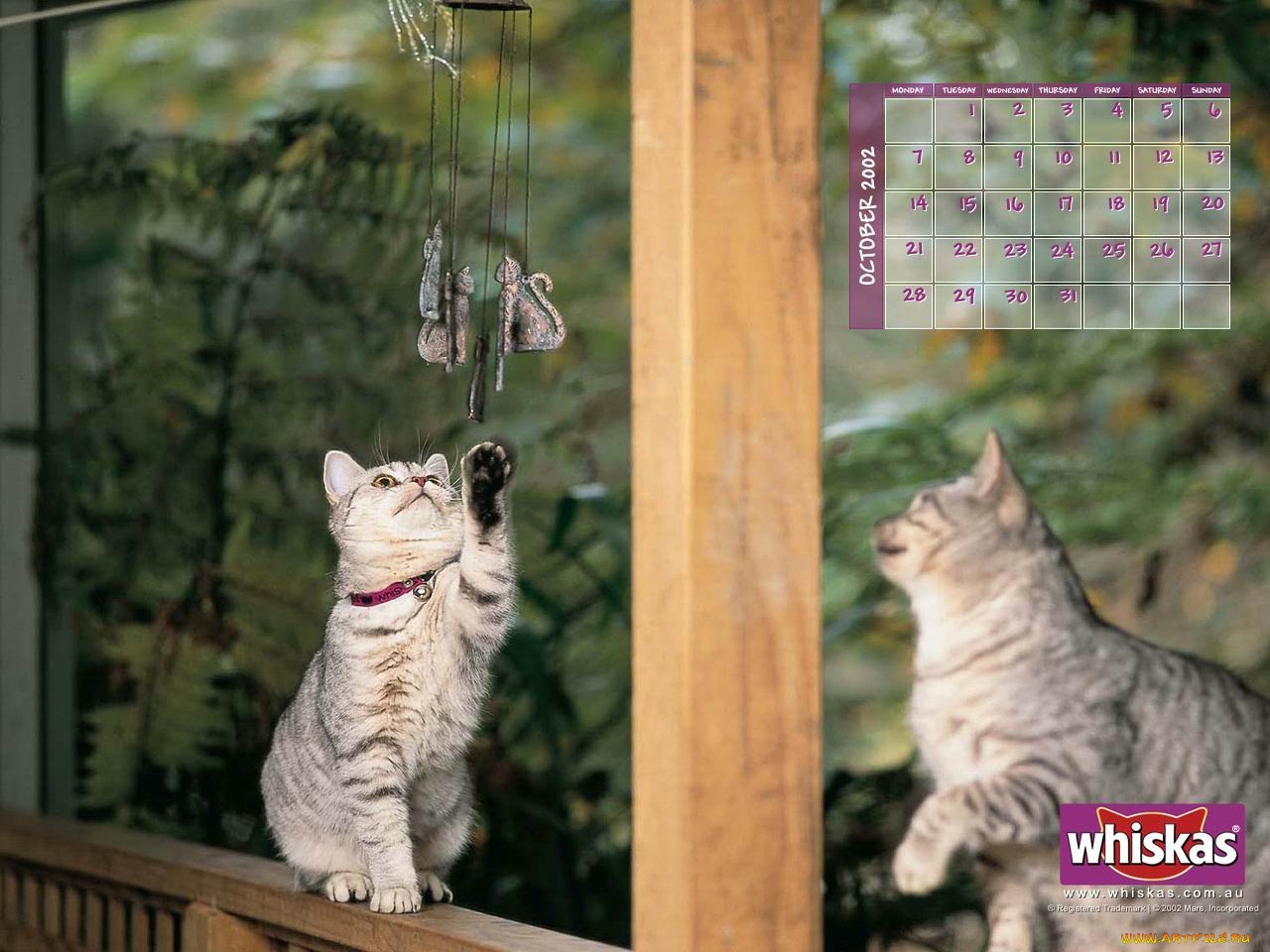 бренды, whiskas