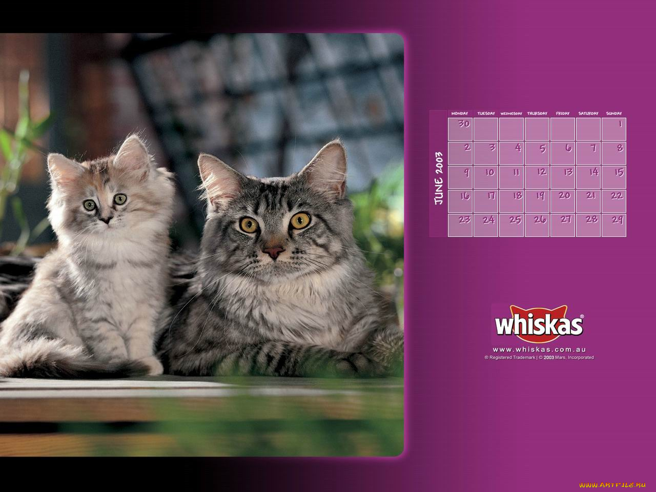 бренды, whiskas