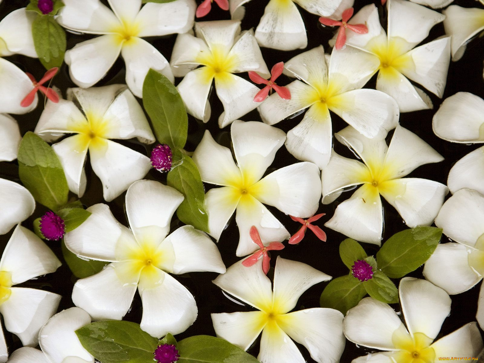 цветы, плюмерия