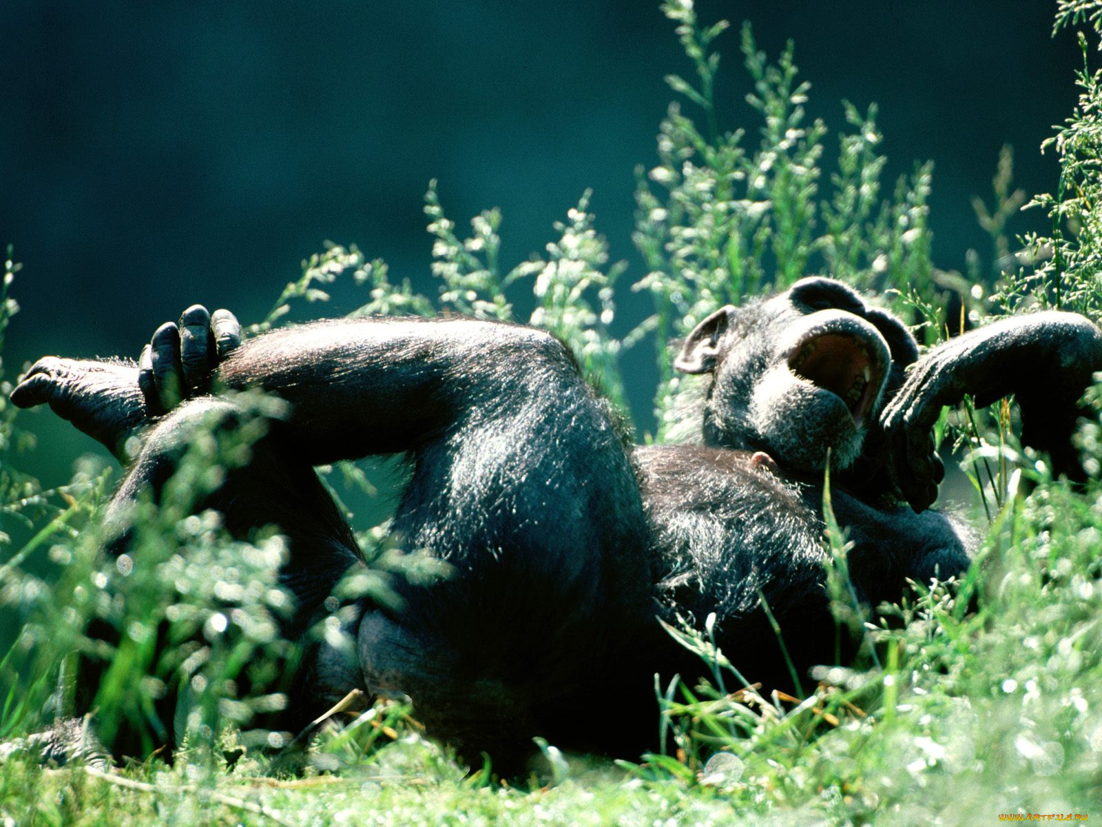 head, over, heels, chimpanzee, животные, обезьяны