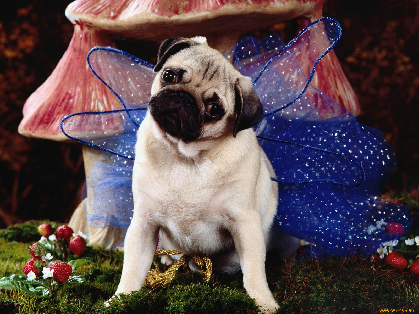 животные, собаки