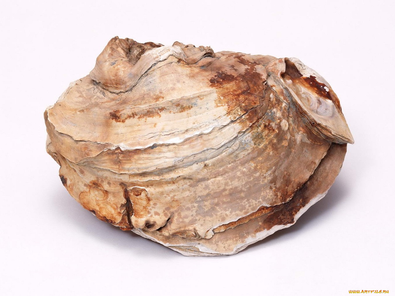 разное, ракушки, кораллы, декоративные, spa, камни