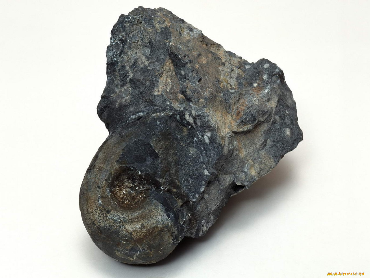 разное, ракушки, кораллы, декоративные, spa, камни