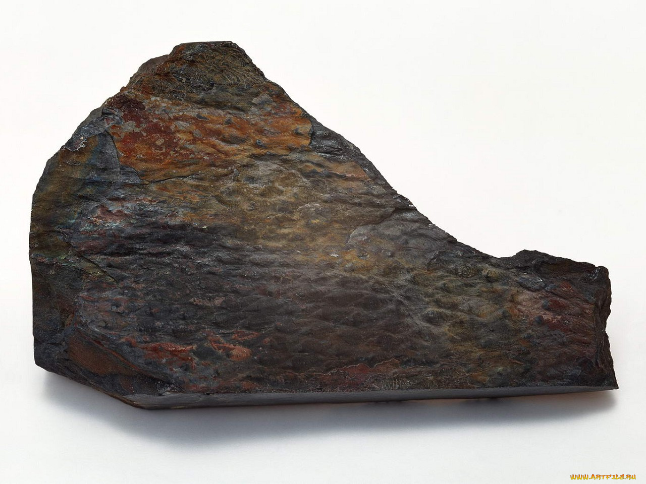 разное, ракушки, кораллы, декоративные, spa, камни