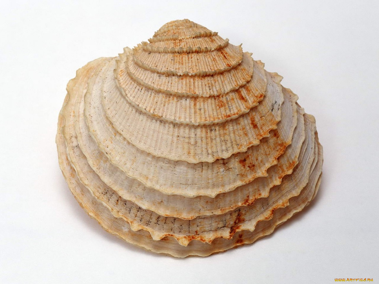 разное, ракушки, кораллы, декоративные, spa, камни