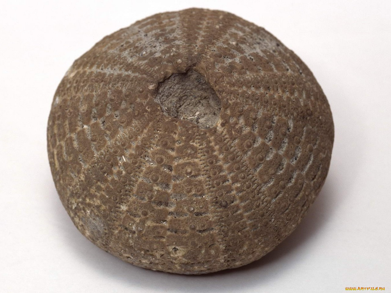 разное, ракушки, кораллы, декоративные, spa, камни