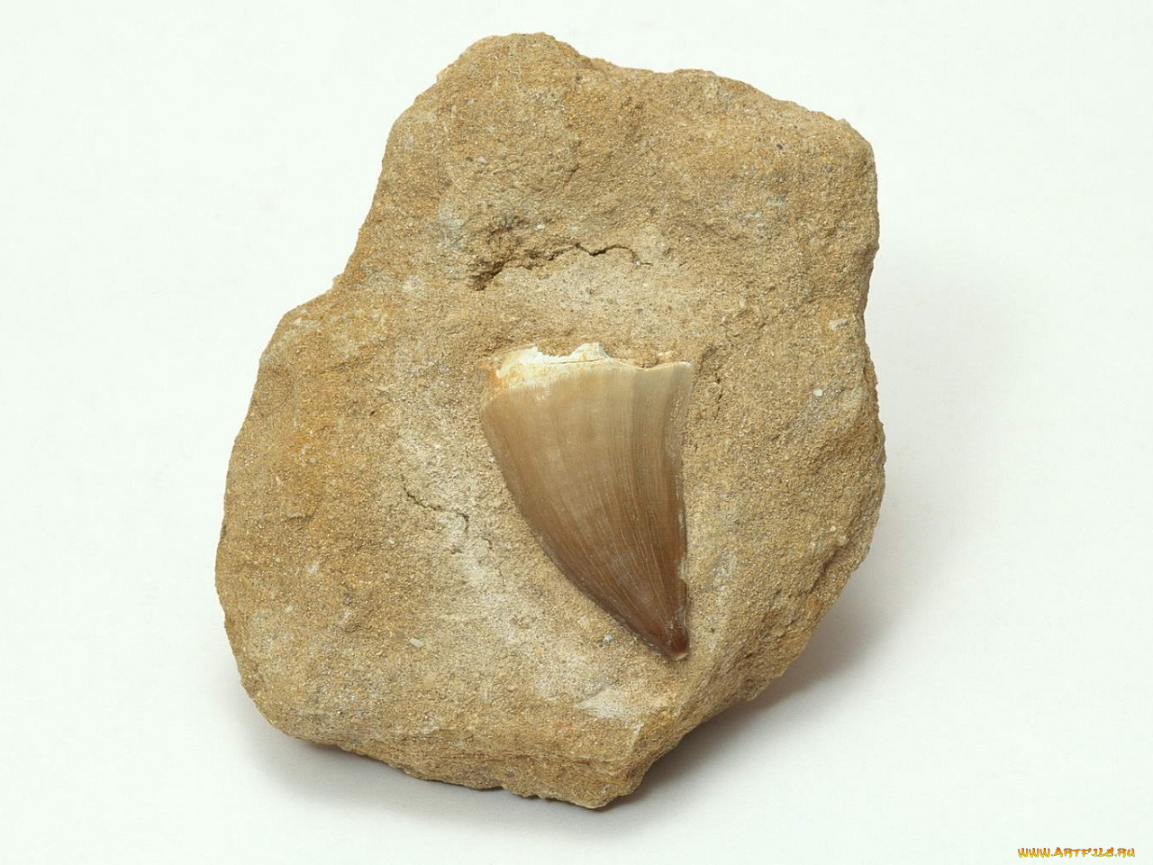 разное, ракушки, кораллы, декоративные, spa, камни