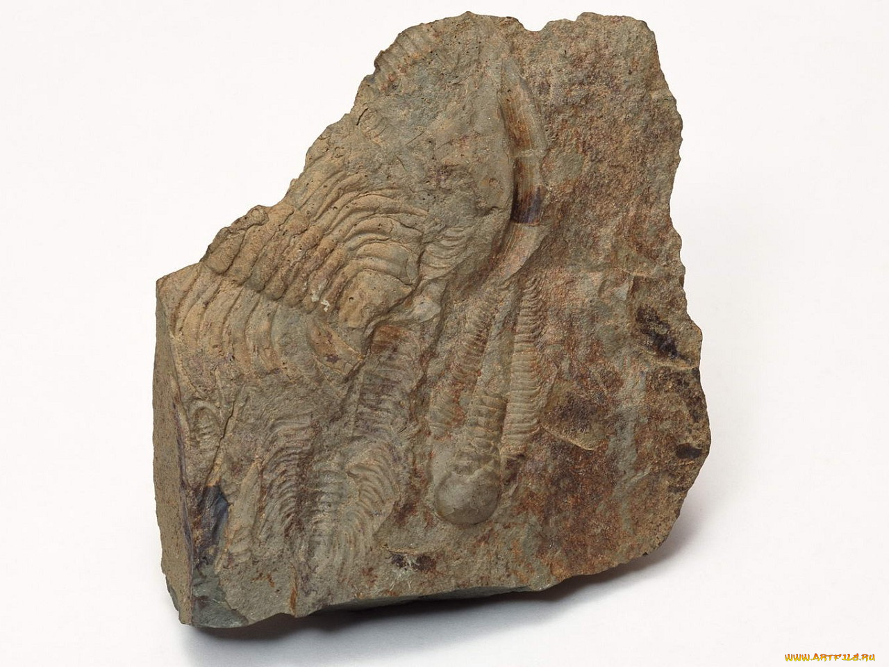 разное, ракушки, кораллы, декоративные, spa, камни