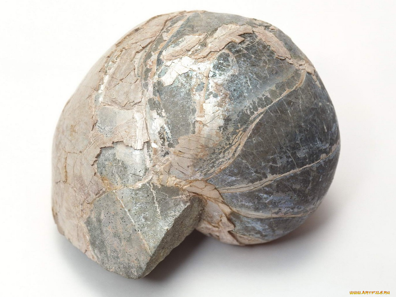 разное, ракушки, кораллы, декоративные, spa, камни