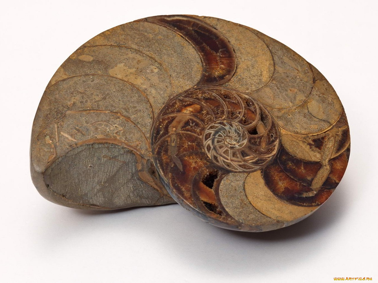 разное, ракушки, кораллы, декоративные, spa, камни