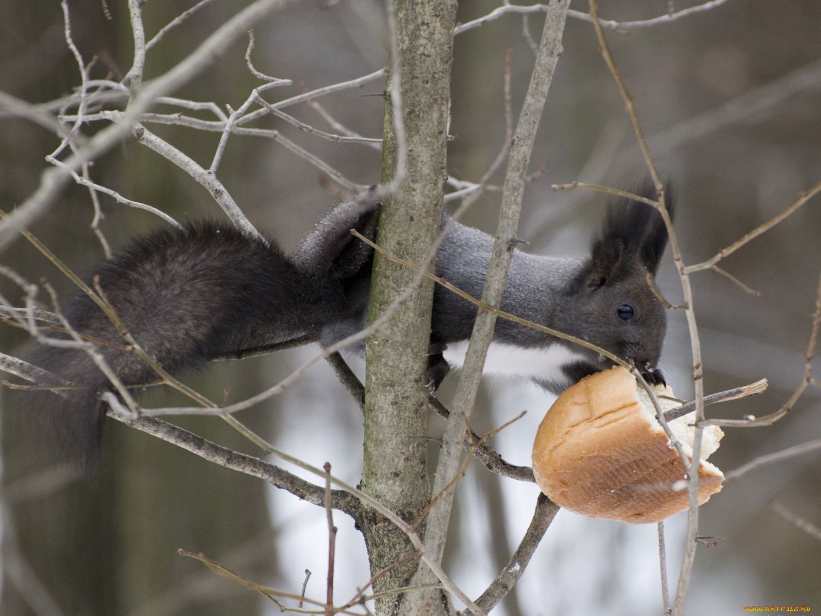 животные, белки
