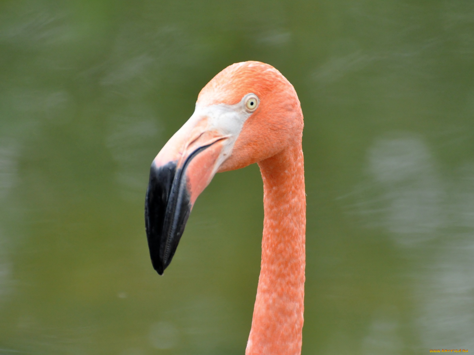 животные, фламинго