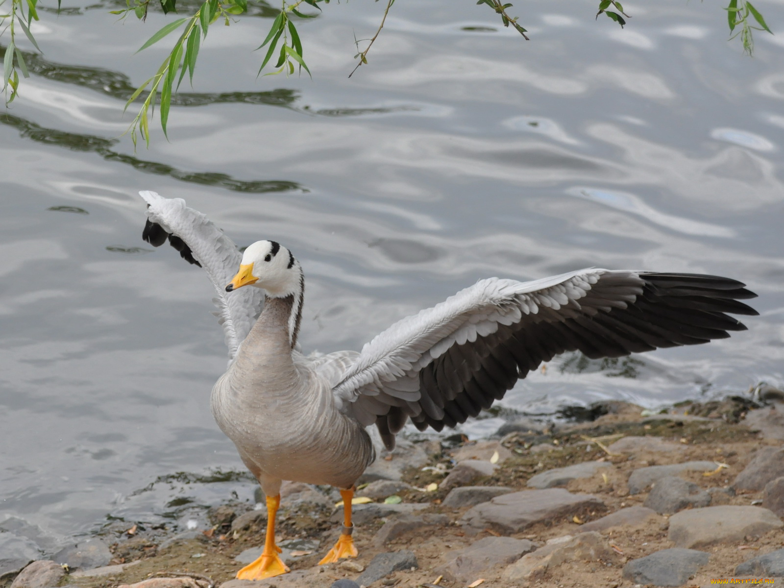 животные, гуси