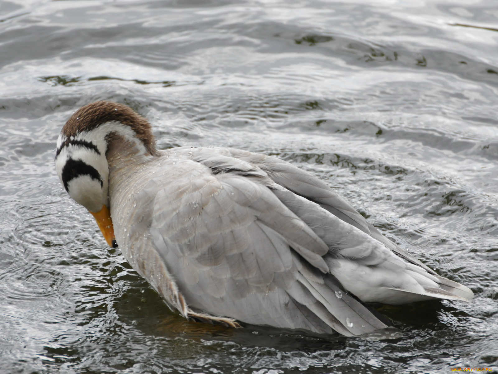 животные, гуси