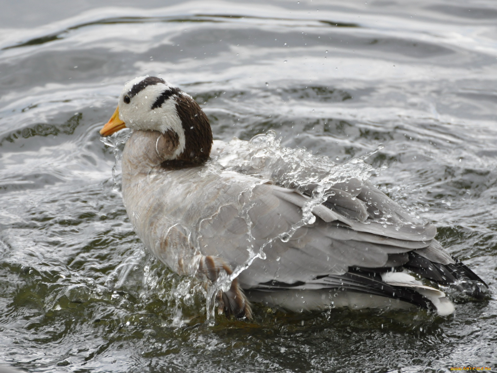животные, гуси
