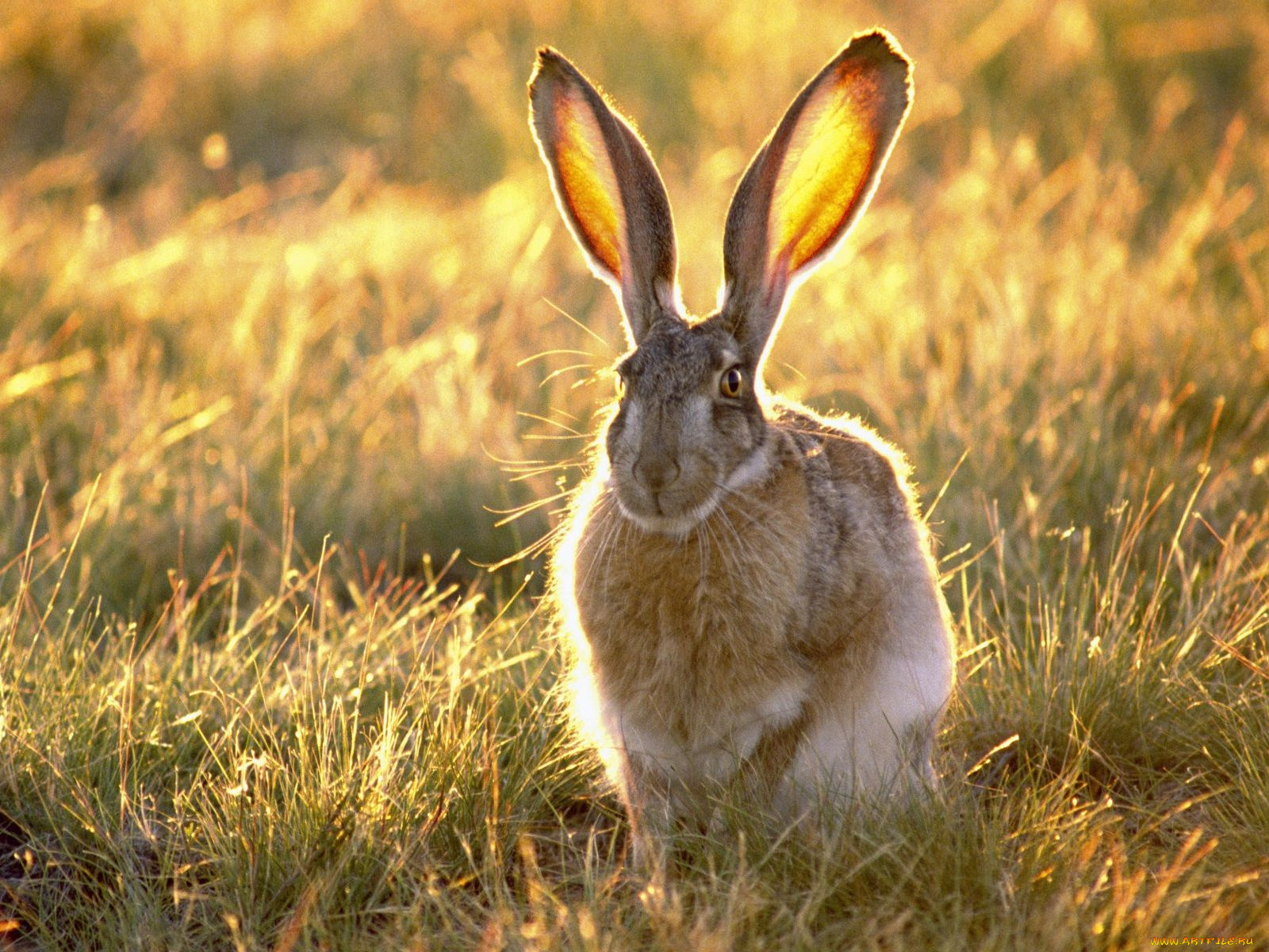 животные, кролики, зайцы