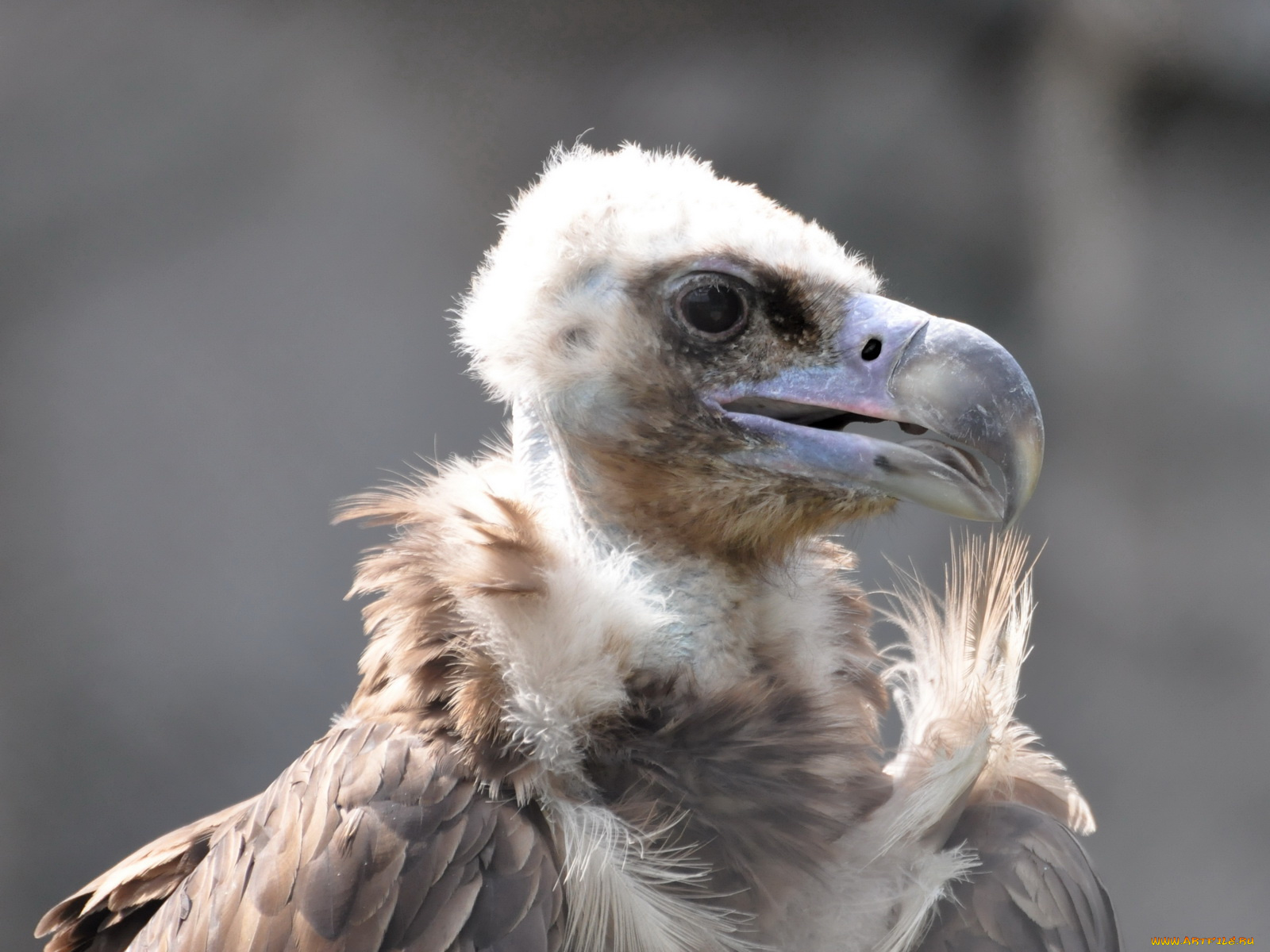 животные, птицы, хищники