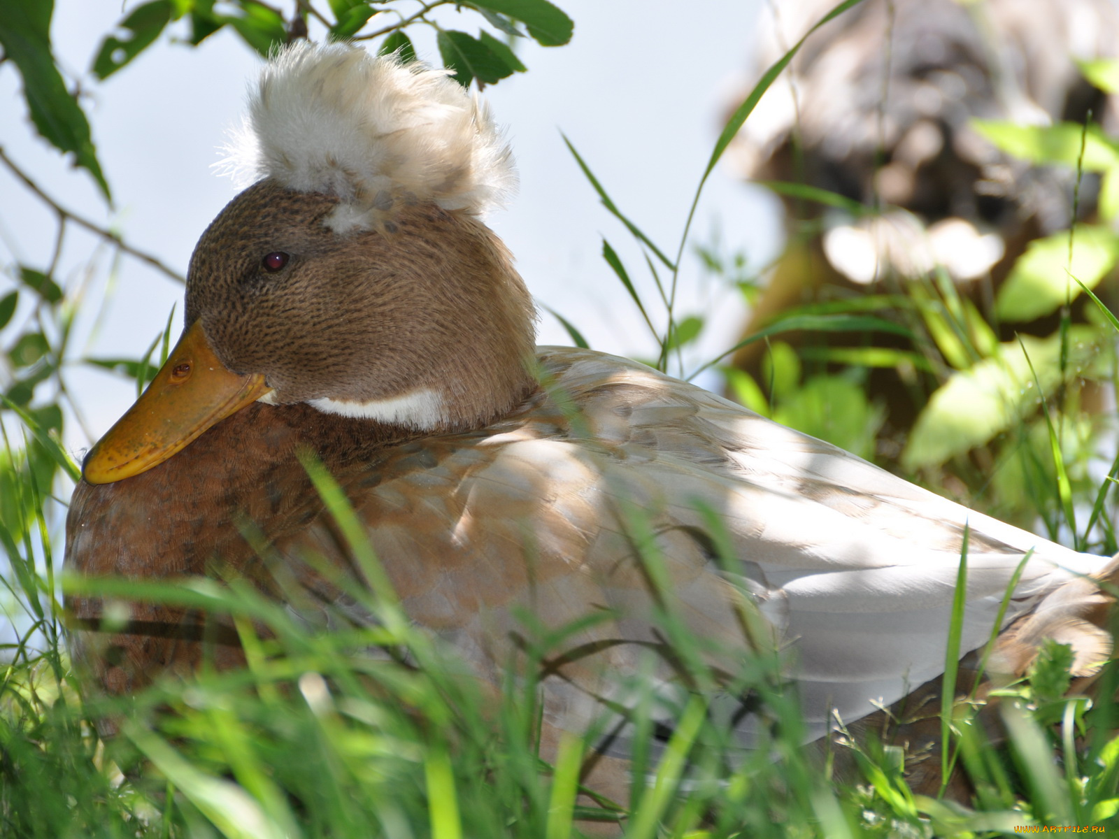 животные, утки