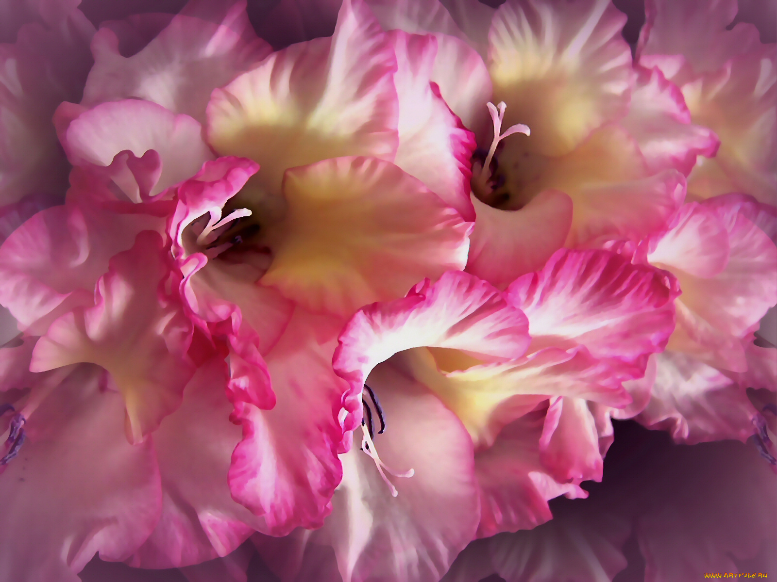 цветы, гладиолусы