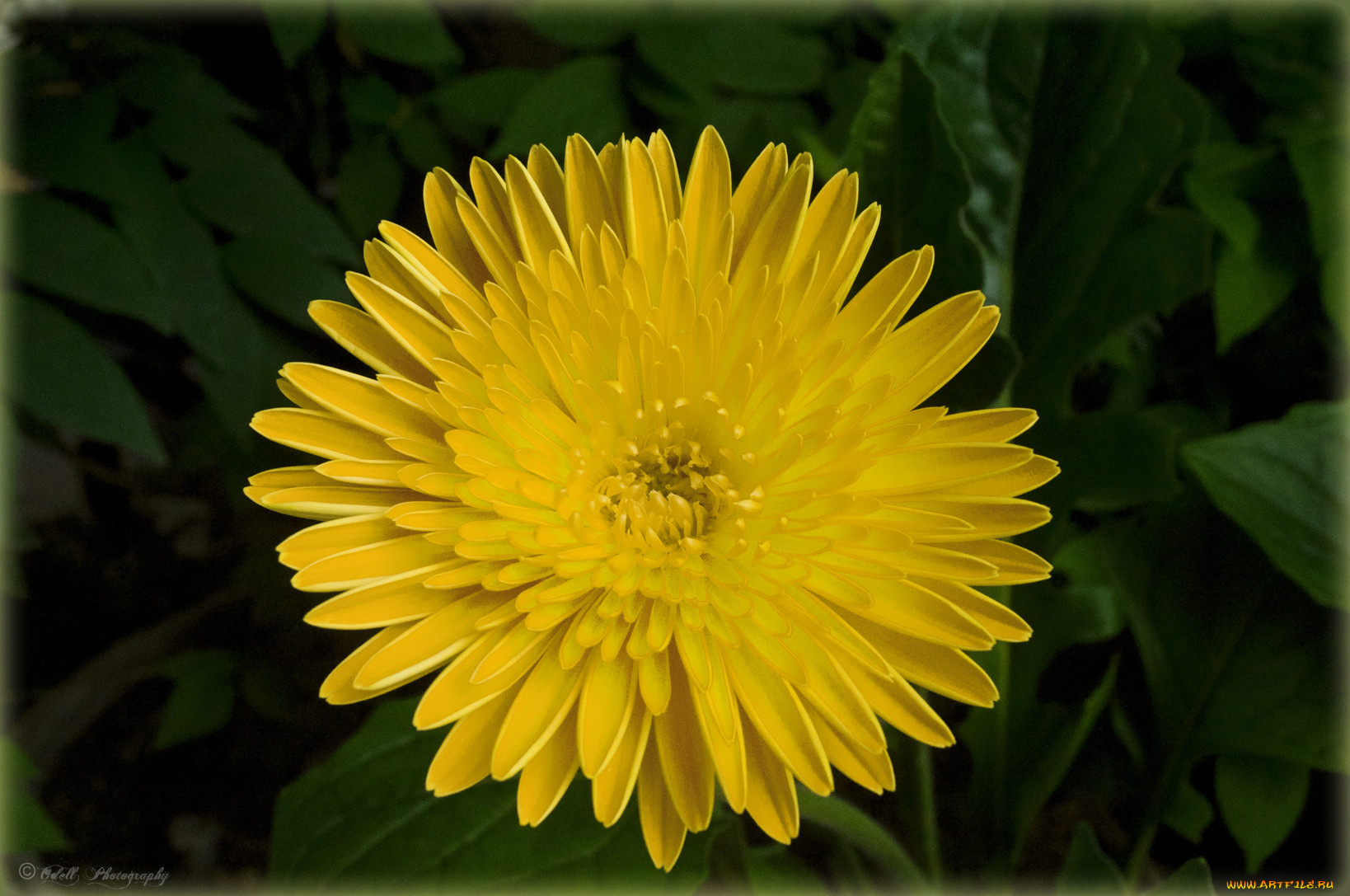 цветы, хризантемы