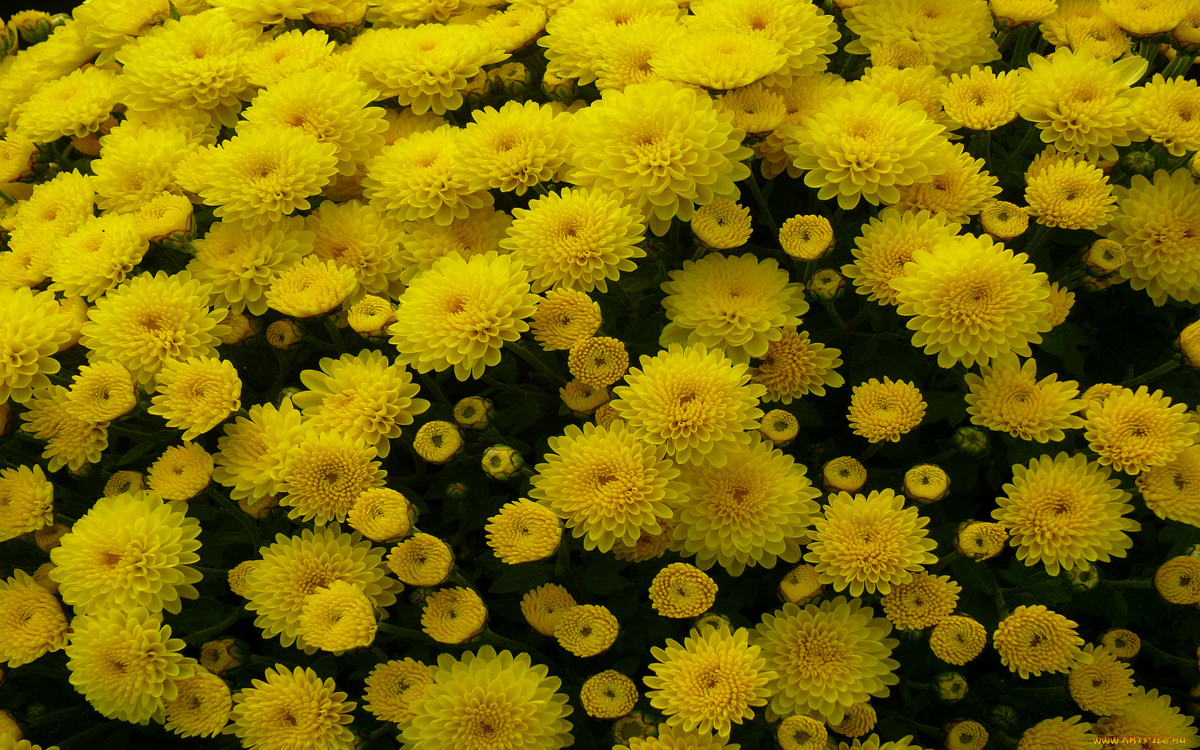 цветы, хризантемы