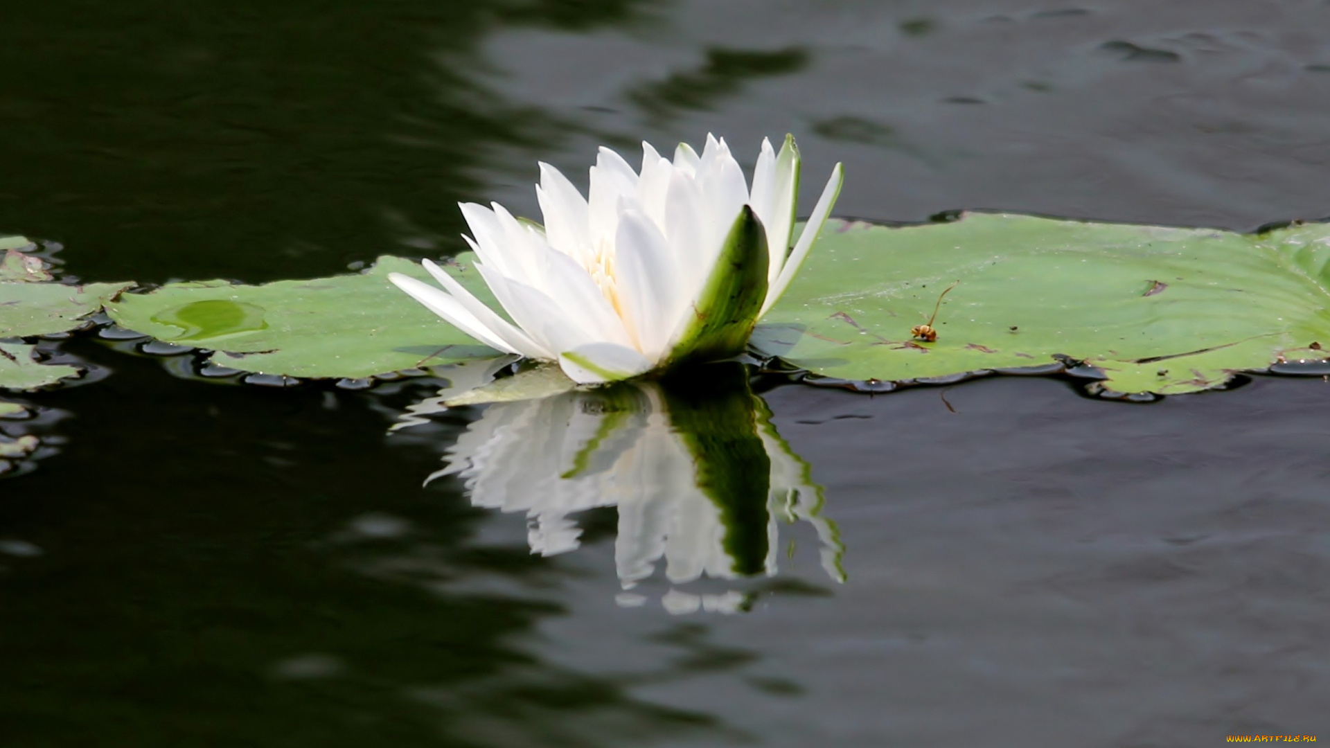цветы, лилии, водяные, нимфеи, кувшинки, белый, отражение, вода