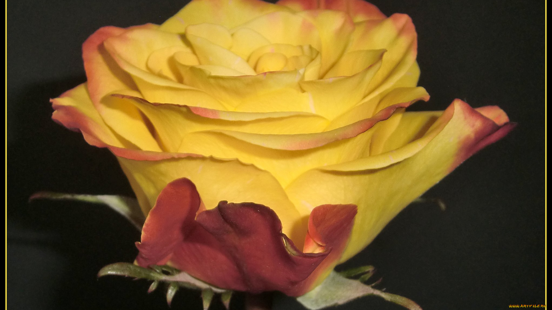 цветы, розы