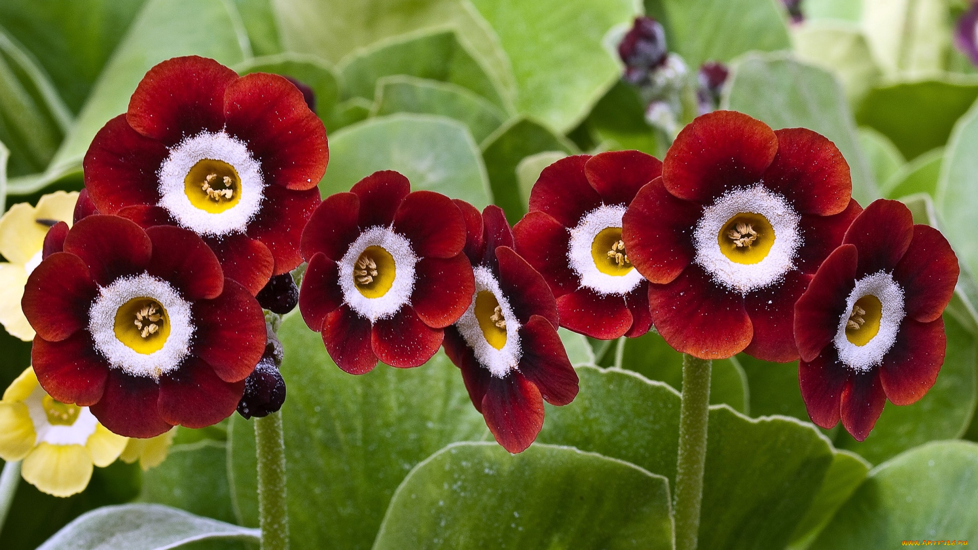 примула, цветы, примулы, бордовый