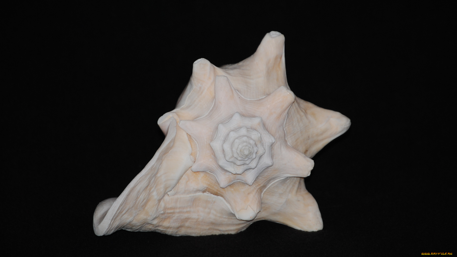 разное, ракушки, кораллы, декоративные, spa, камни, ракушка