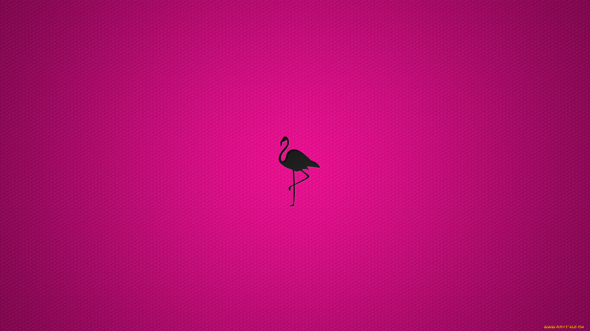 векторная, графика, фламинго