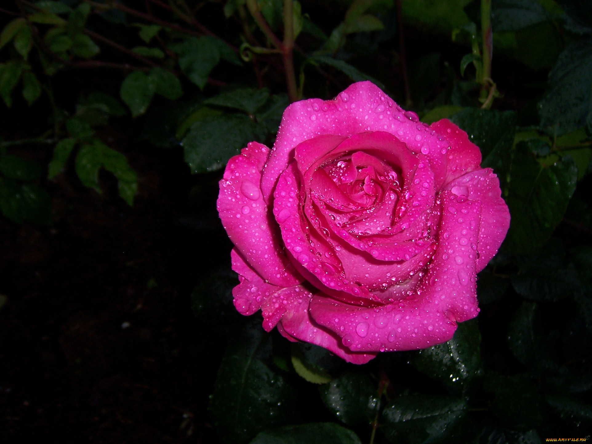 цветы, розы