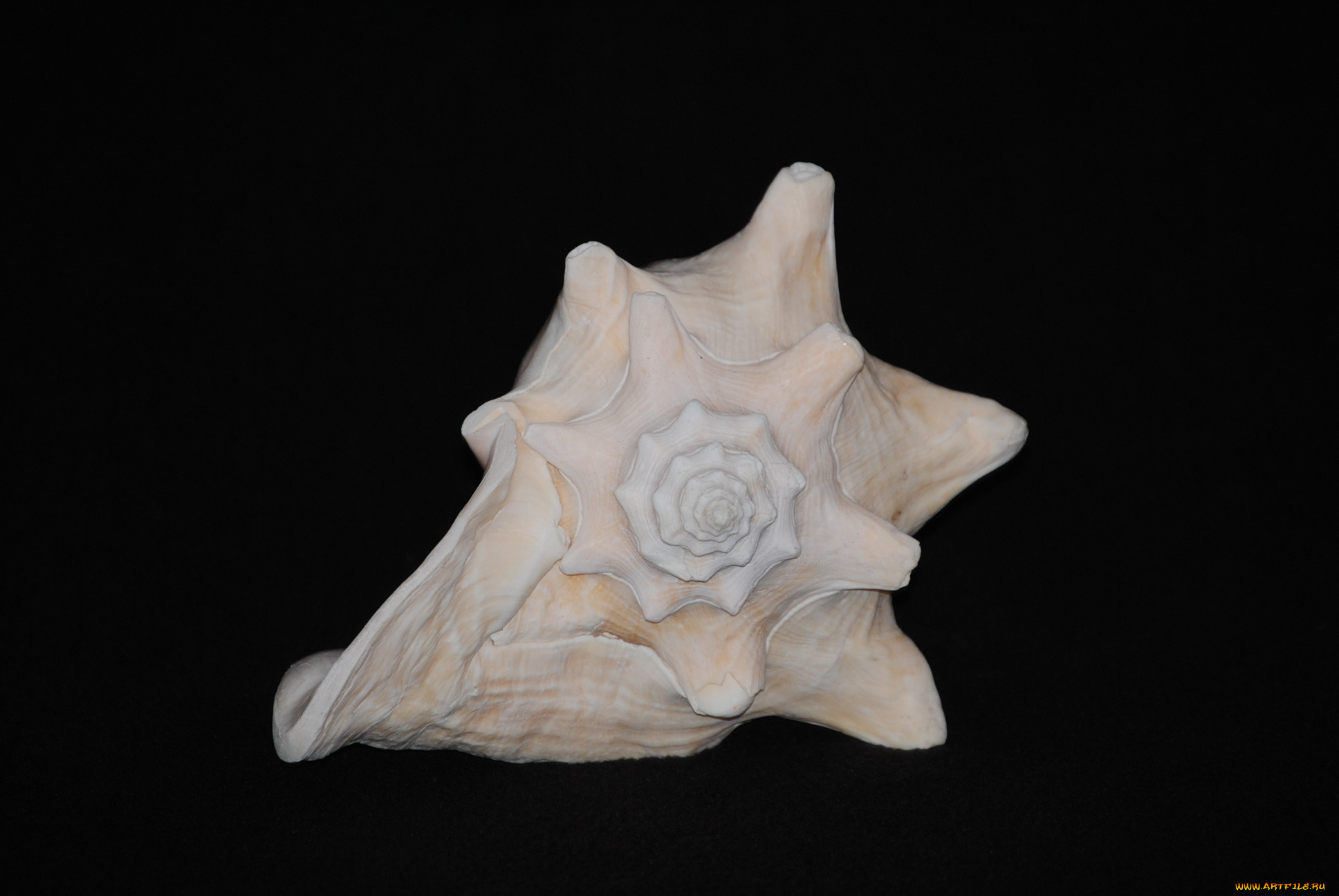 разное, ракушки, кораллы, декоративные, spa, камни, ракушка