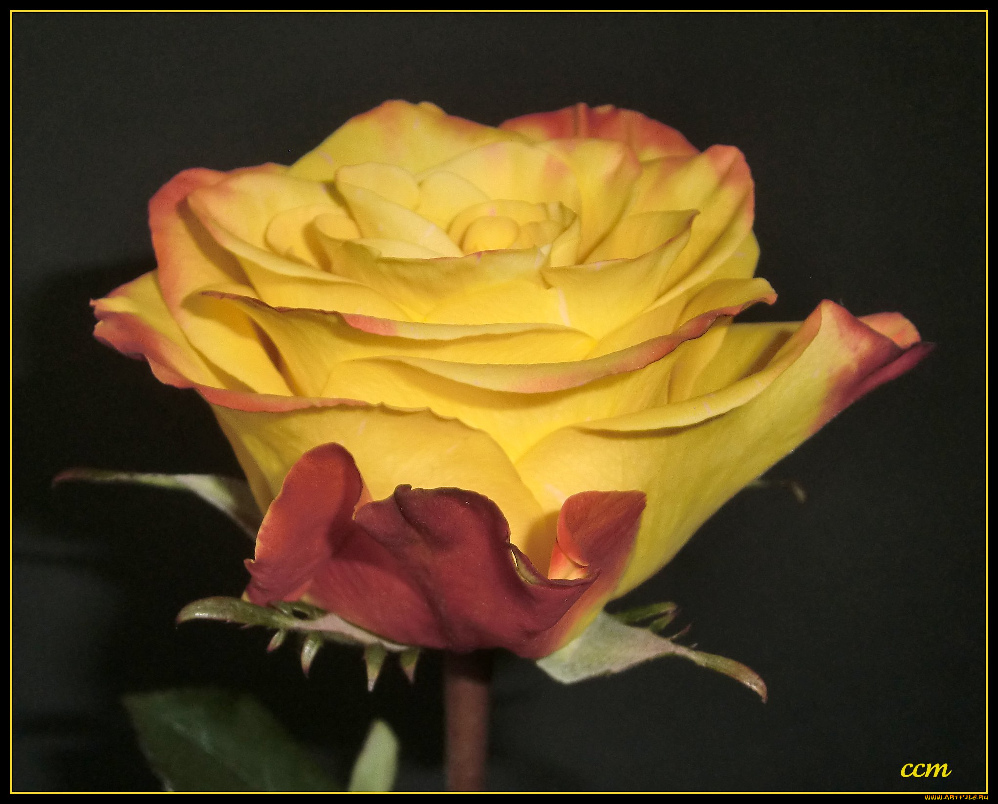 цветы, розы