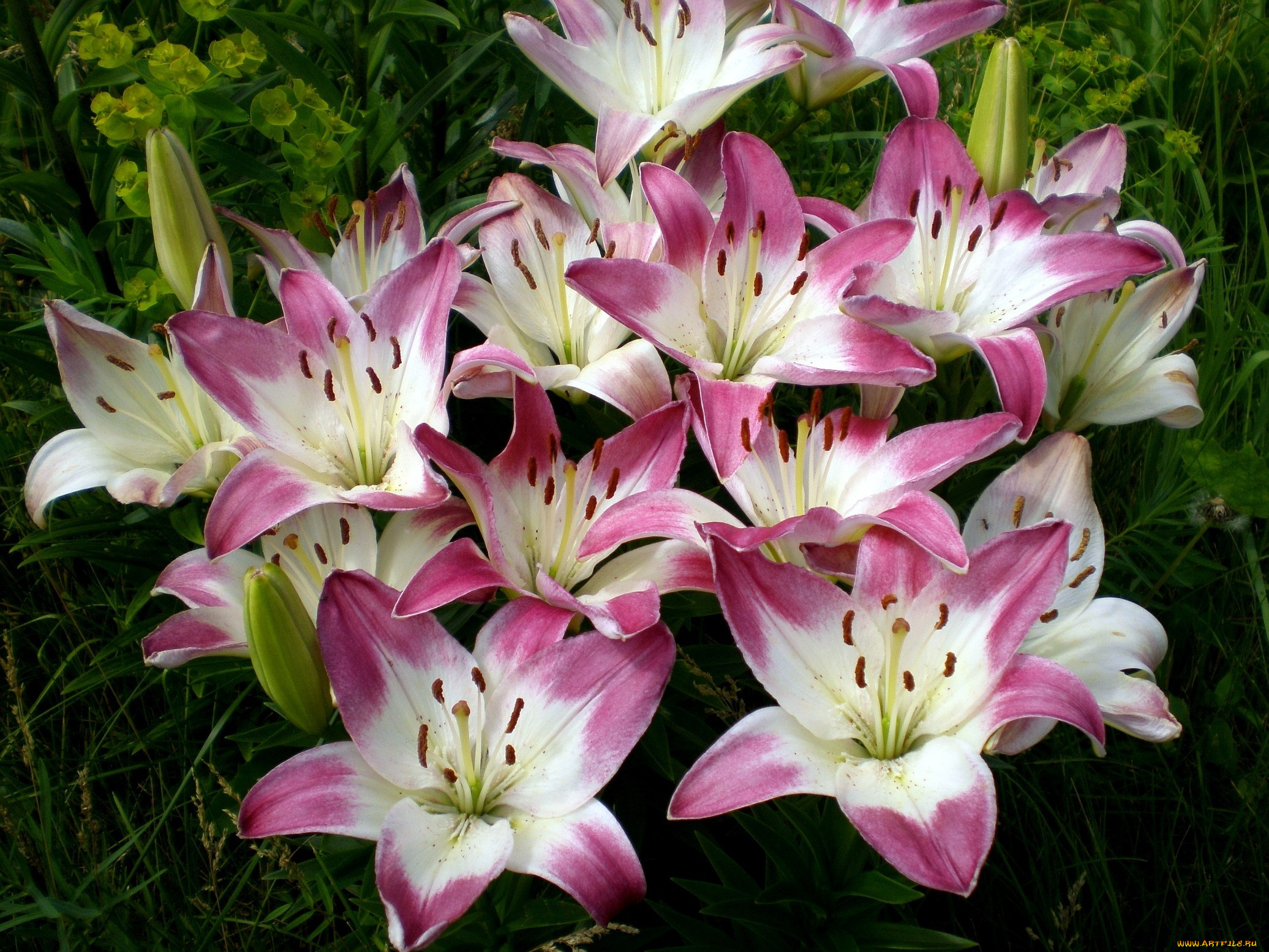 цветы, лилии, лилейники, розовый, много