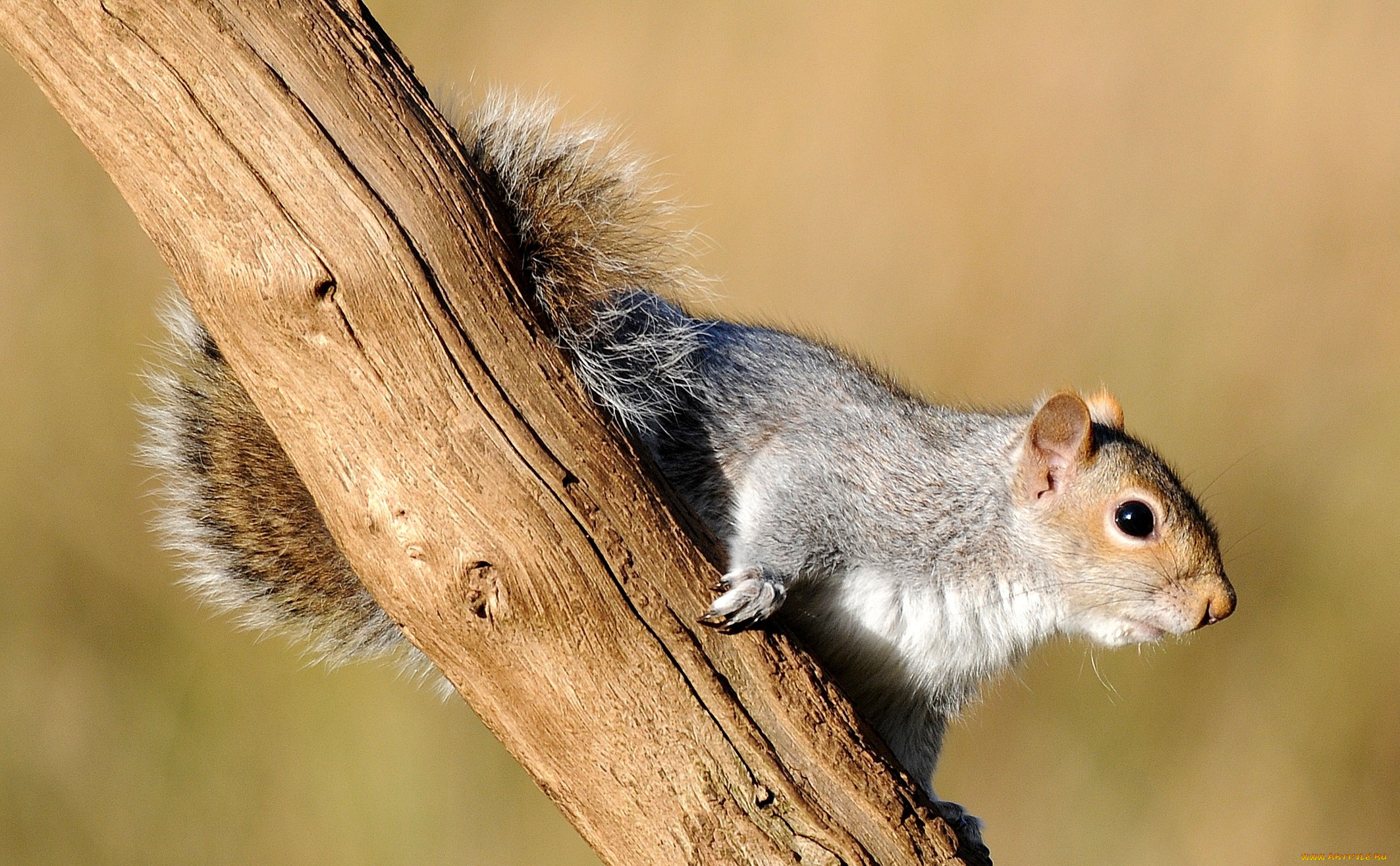 животные, белки, пушистый, хвост