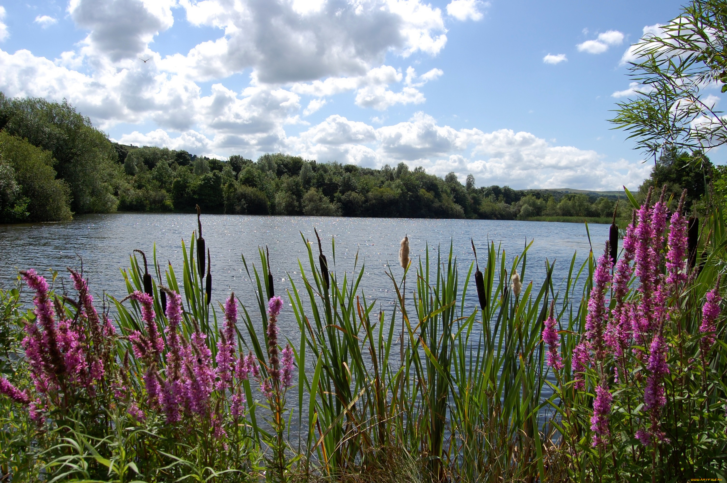 природа, реки, озера, вода, деревья, камыш, цветы