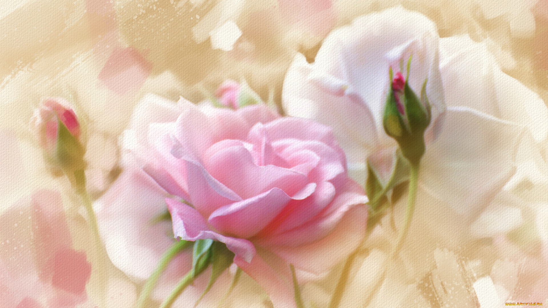 рисованные, цветы, роза