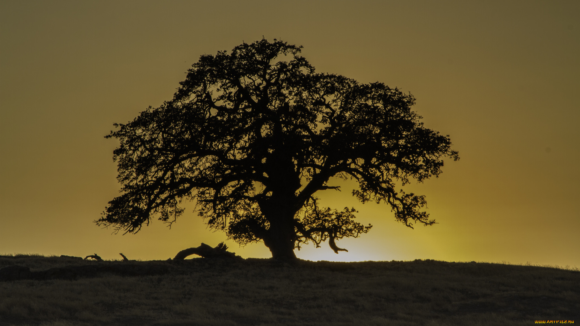 природа, деревья, заря, крона, дерево